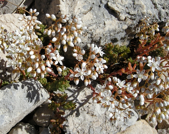 Sedum album